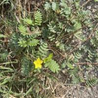 Caltrop