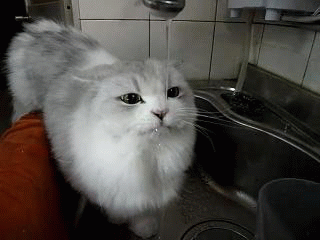 Cat_GIF_