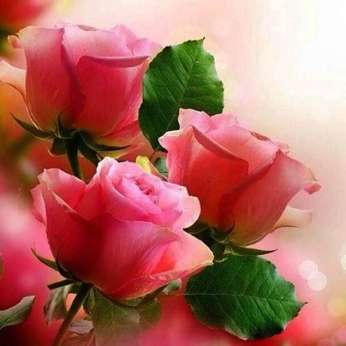 oGKRPwBFU61En4jdIrQ3TV51OxdSUVd106Ha4bF6qUMzrnZNWKZ0rQ==