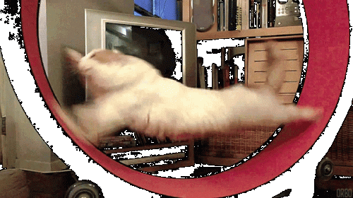 cat-gif-loop-wheel_grande