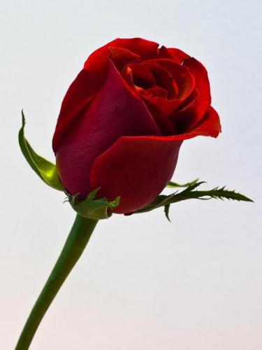 single-red-rose