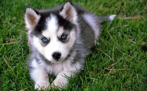 my huskey