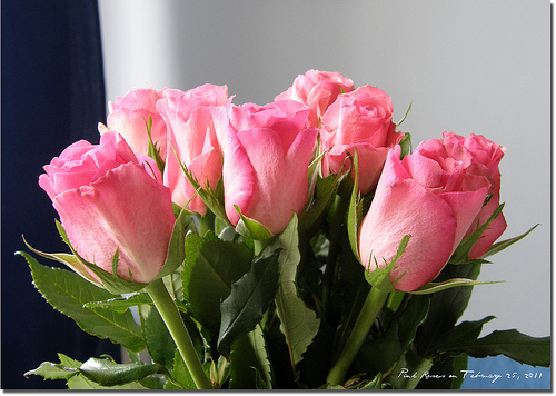 ROSAS PARA MI AMADA