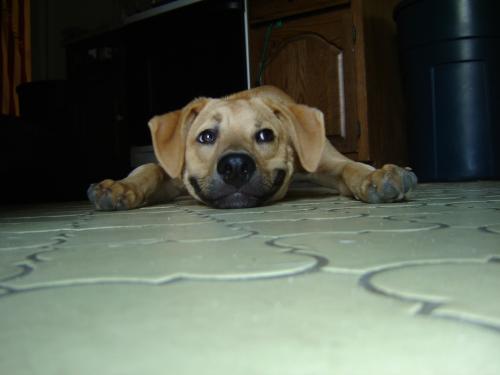 Dog-Has-a-Very-Happy-Face-On-In-The-Kitchen
