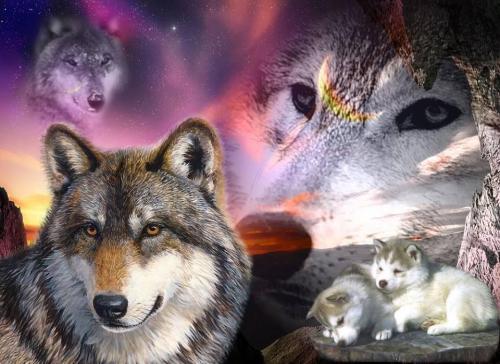 imagenes-de-lobos-salvajes-con-frases