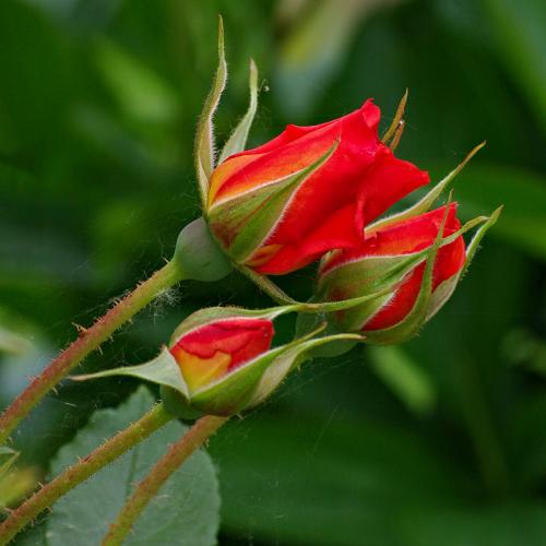 800px-Roses_Boutons_FR_2012
