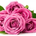 DODY