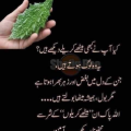 Hakim bchi