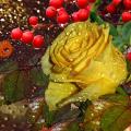 Wet rose