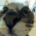 Tony