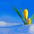 First sign of spring