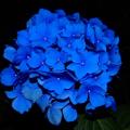 Blue hydrangea