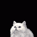 🌼🏹💙Nice white cat💙🏹🌼ℓυνѕ owner