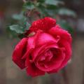 Muhammad Yousaf