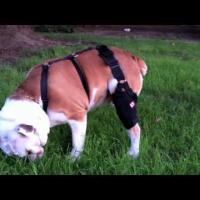 Mae Fox
