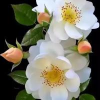 Azizur