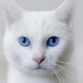 Old Blue