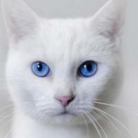 Old Blue