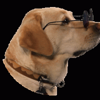 Doggyyy