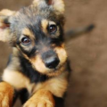 Puppy