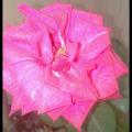 Subhash  sharma