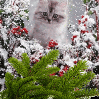 mukesh