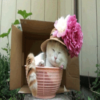 ꧁kitty꧂☀Ƭʰᵃᶰᵏƴₒᵤ