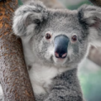 KOALA