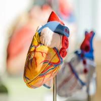 Echocardiogram
