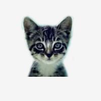 We Love Cats and Kittens