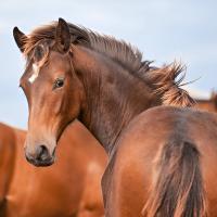 horse name