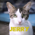 Jerry j