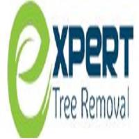 Expert Tree Removal