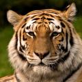 Bandhavgarh national park
