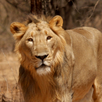 gir wildlife sanctuary