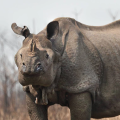 Kaziranga Wildlife Sanctuary