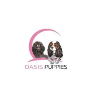 Oasis Puppies